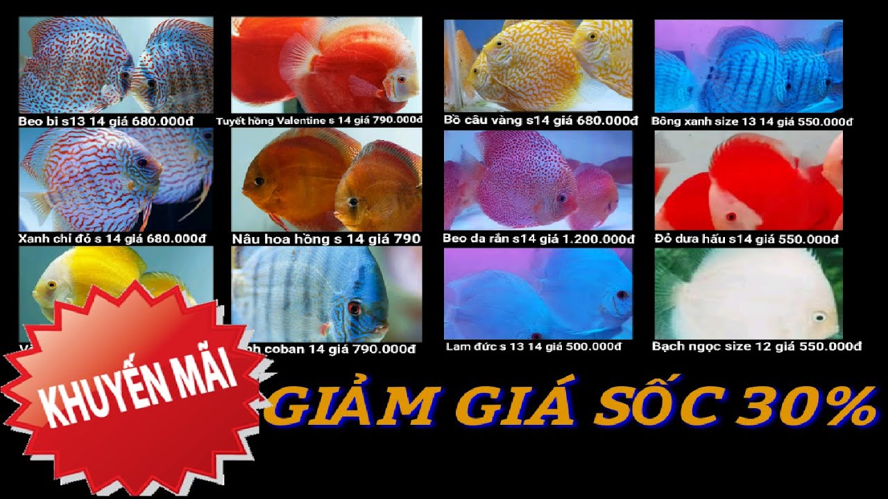 Giảm Gi&aacute; C&aacute; Dĩa C&aacute; Dĩa Thắng Lợi Khuyến M&atilde;i 30%
