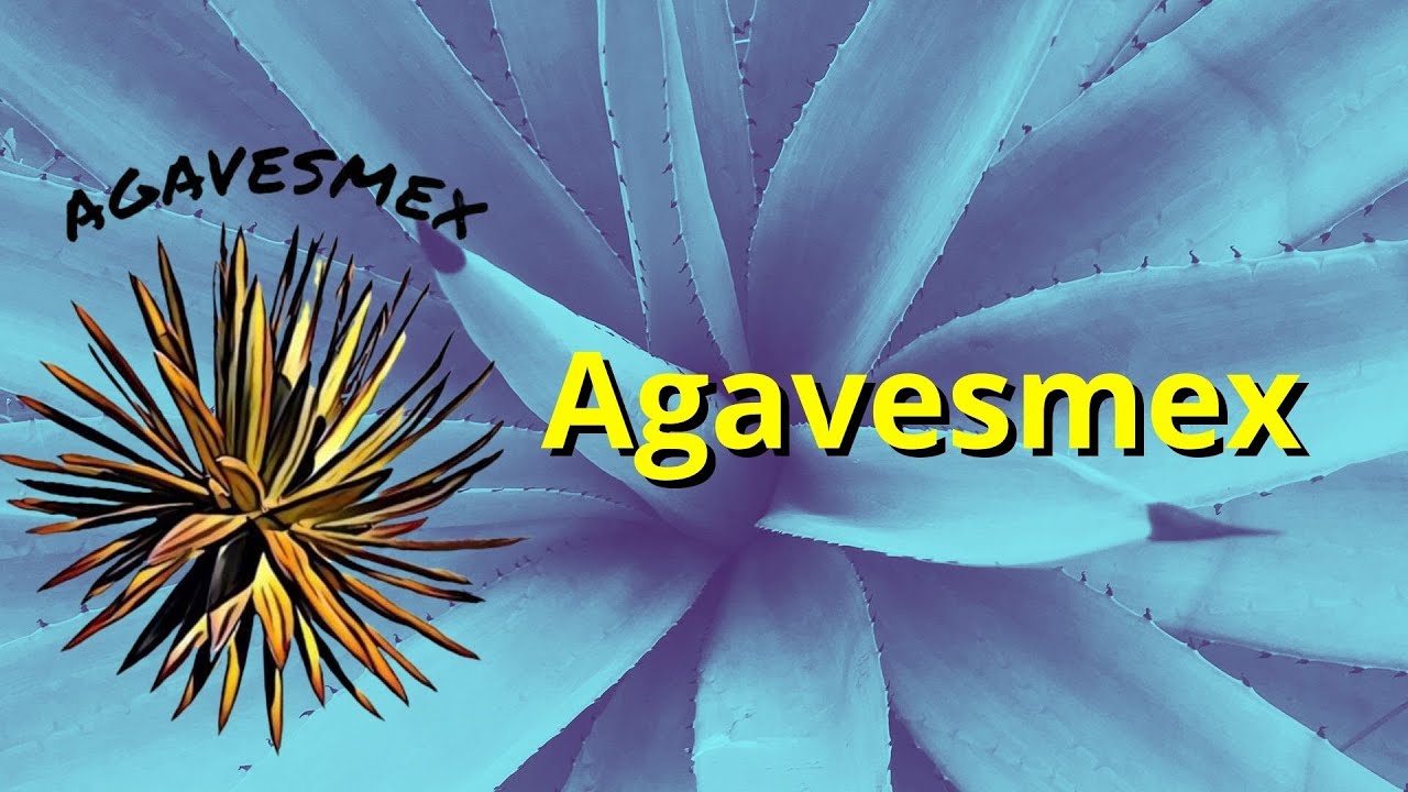 Agaves en Peligro!- Agavesmex