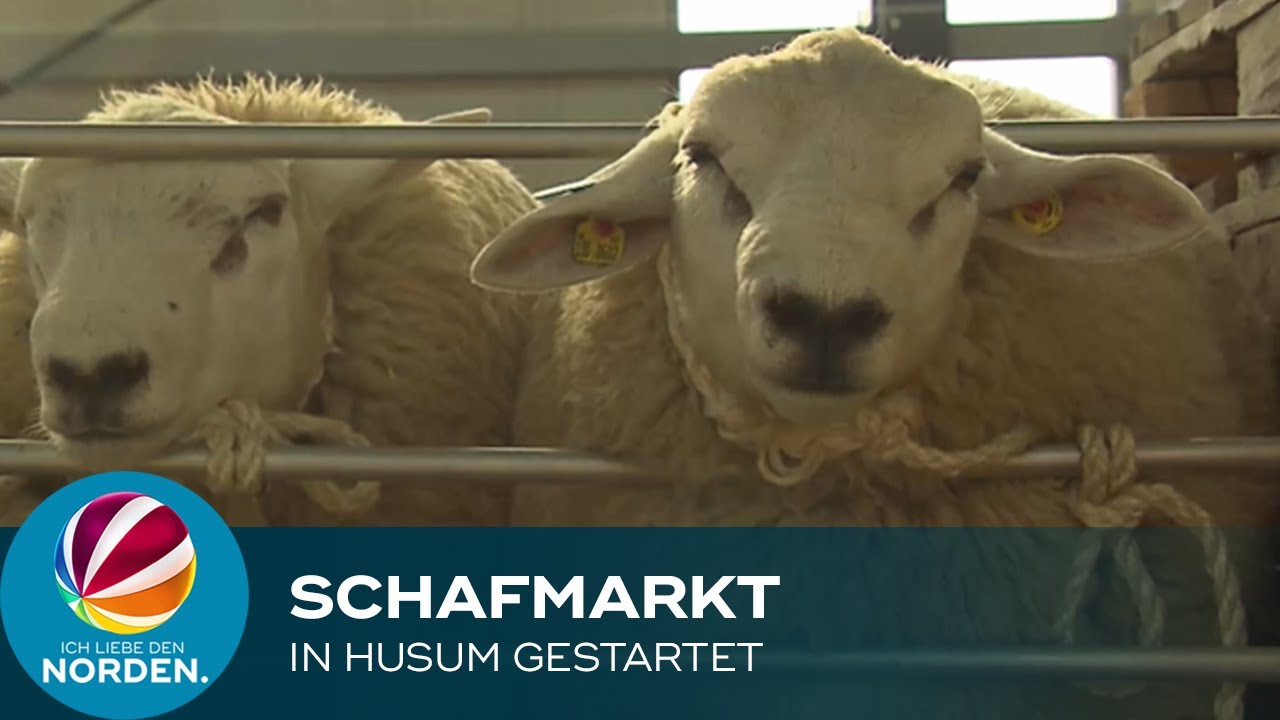 Große Bock-Auktion auf Husumer Schafmarkt