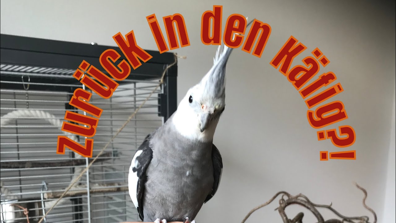 So bekommt ihr eure Nymphensittiche zurück in den Käfig