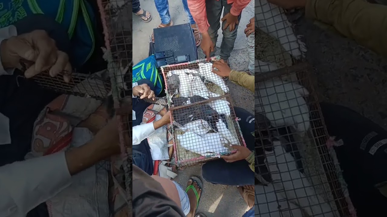 Mehsana 😱Kabutar market #pigeon #shorts #kabutar.  &hearts;️🔥