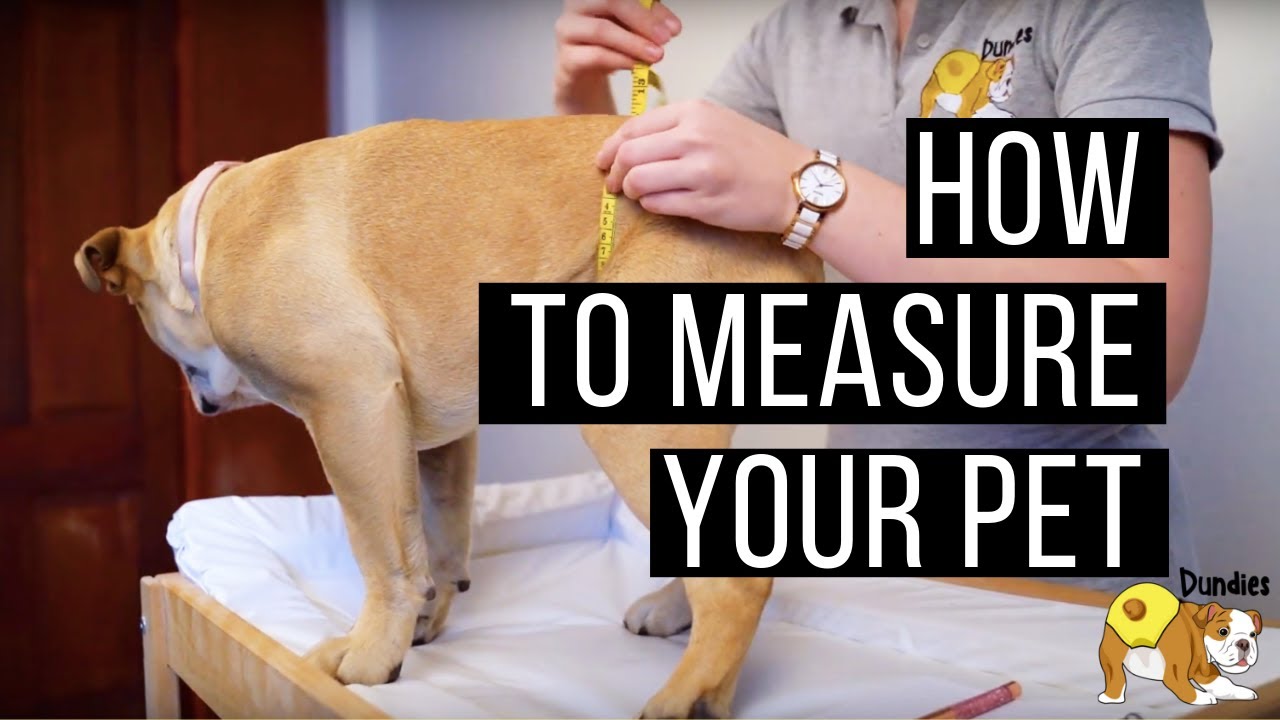 Dundies | How To Measure Your Pet