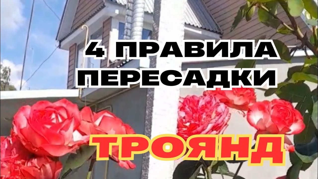 🌟САДЖУ ТРОЯНДИ,🌹ЯК КНИЖКА ПИШЕ: глибина, добриво, полив, обрізка⚘️⚘️⚘️