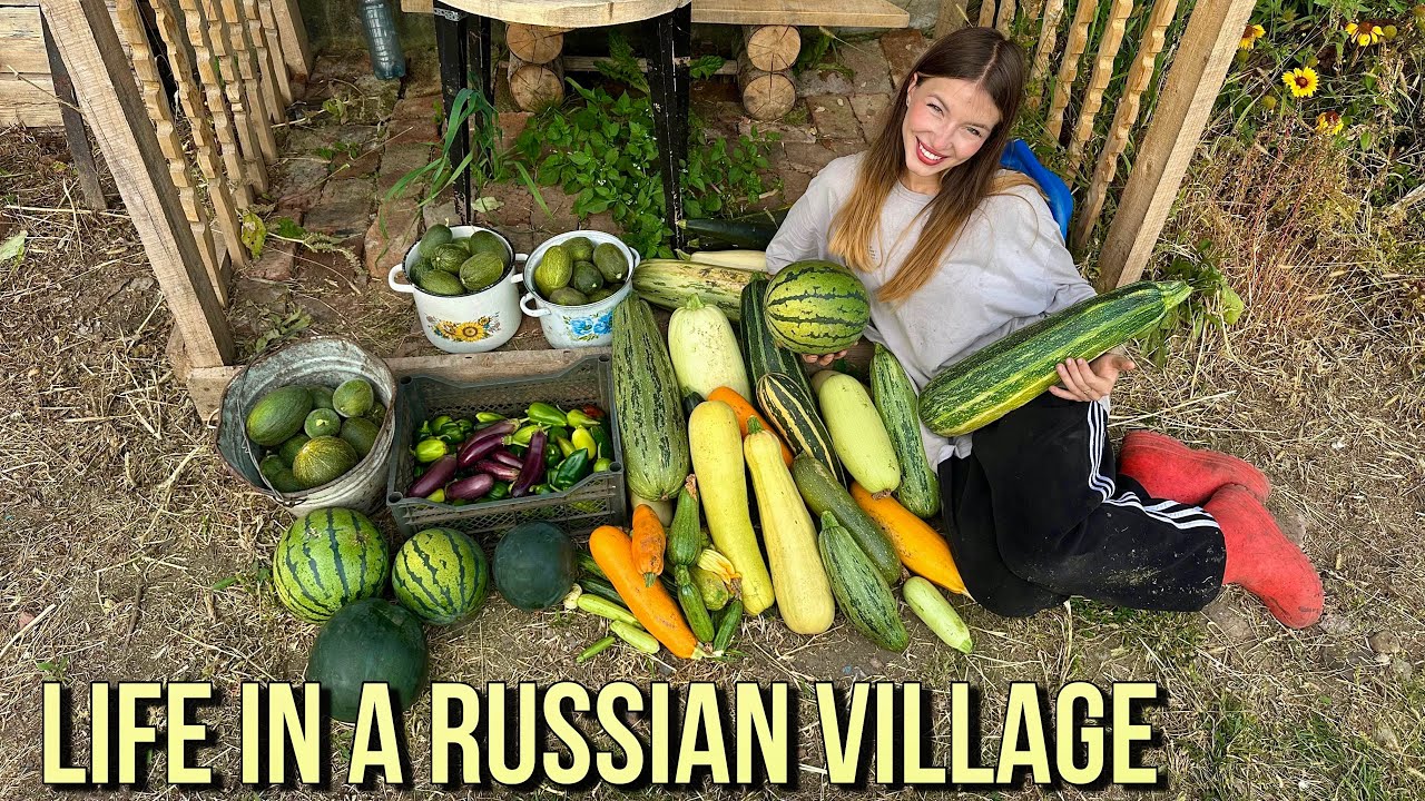 Наш самый БОЛЬШОЙ урожай в Сибири! 🍉 Мы вырастили арбузы!