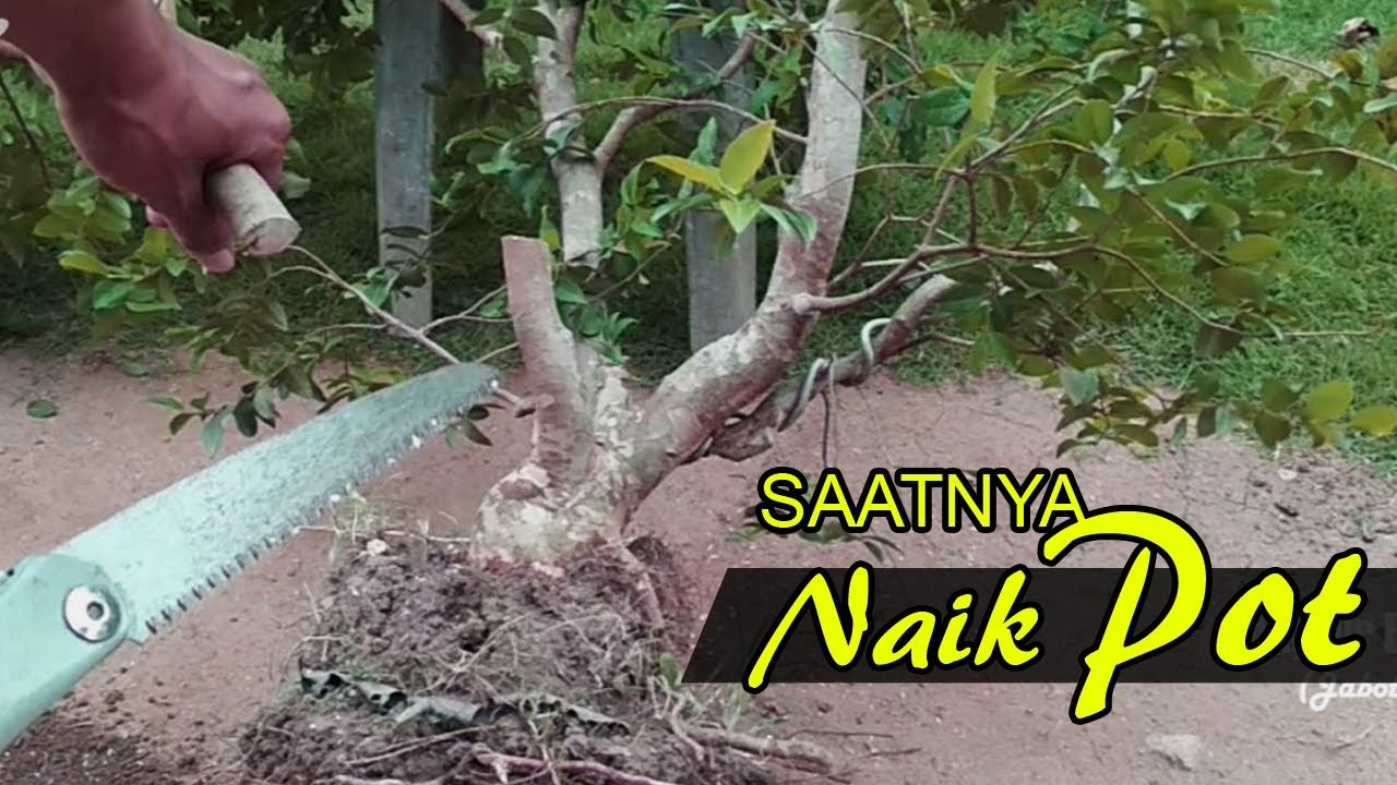 Membuat Bonsai Jaboticaba (Anggur Brazil) dari Ground