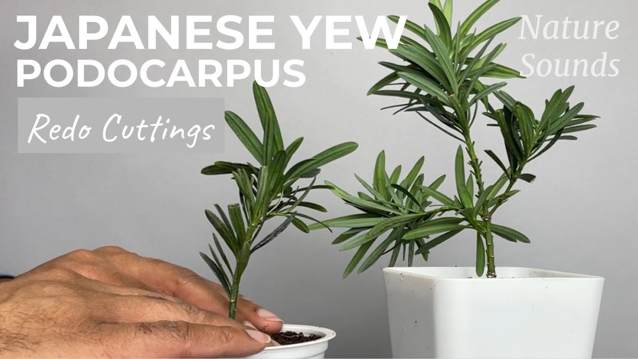 Japanese Yew, Podocarpus macrophyllus, Redo Potted Cuttings, Jan2023