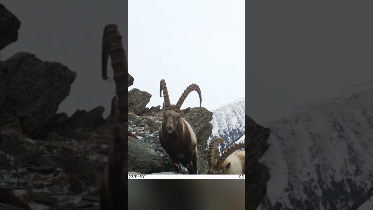 Mountain goat/Горный козел #camera #hanter #nature #тайга #лес #фотоловушка #охота #алтай  #козерог