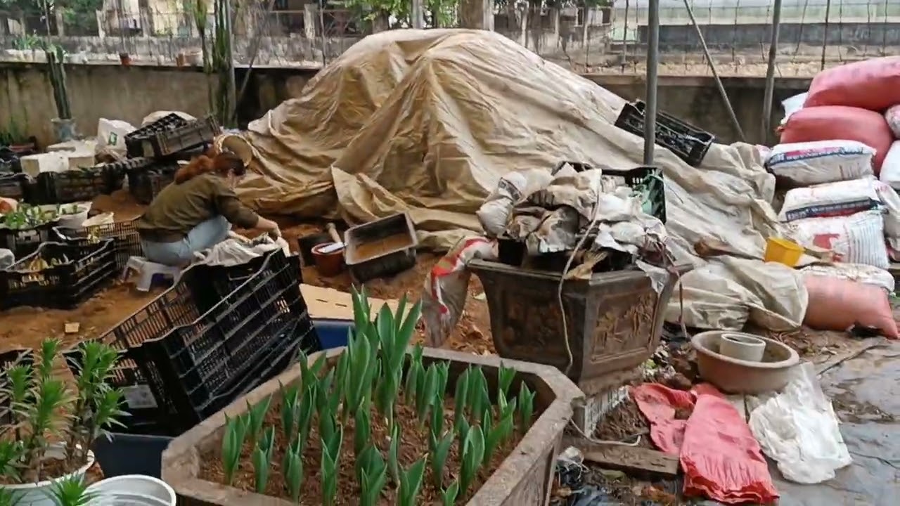Hoa tulip trồng bao lâu nở hoa và lưu ý