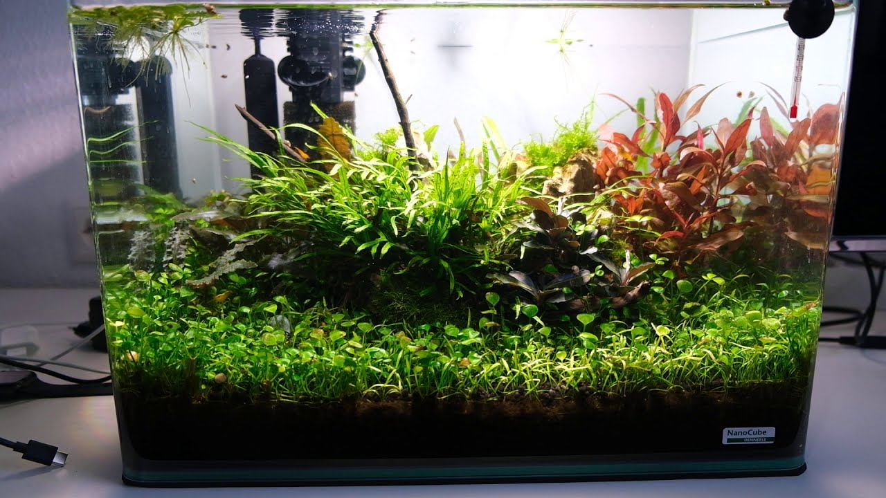 Dennerle Scapers Tank 35l