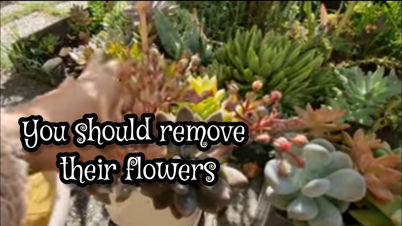 After the rain in my garden | Some of my succulent is flowering
