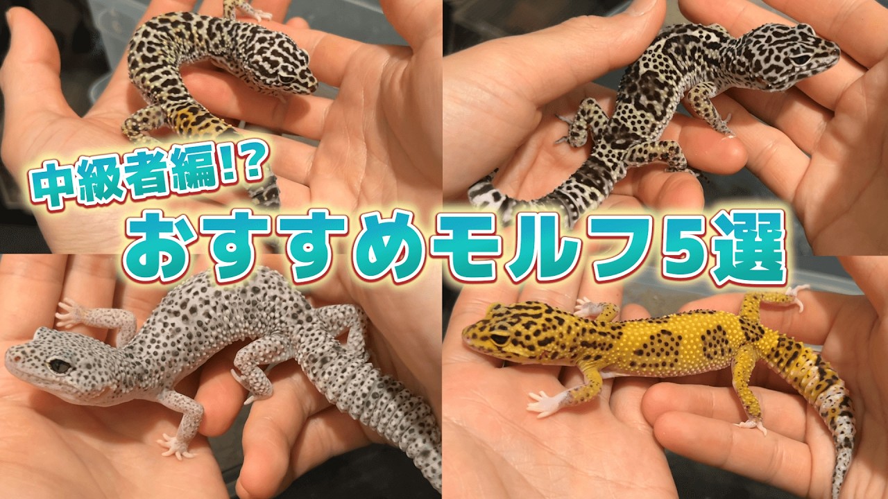 絶対に飼いたくなる！?レオパブリーダーがおすすめのモルフを紹介！！