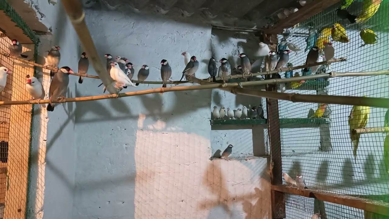 All Verity Java bird in Darbhanga Bihar #jawabird #darbhanga #darbhangabird #Darbhangabirdfarm