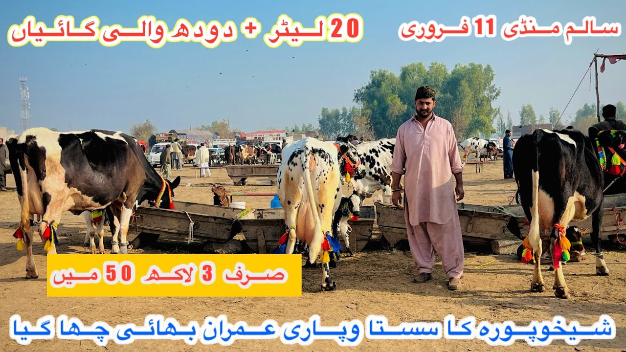 Salam Maveshi Mandi | Salam Mandi Fresh Rates Today | Salam Mandi New Vlog Today | 11 February 2026