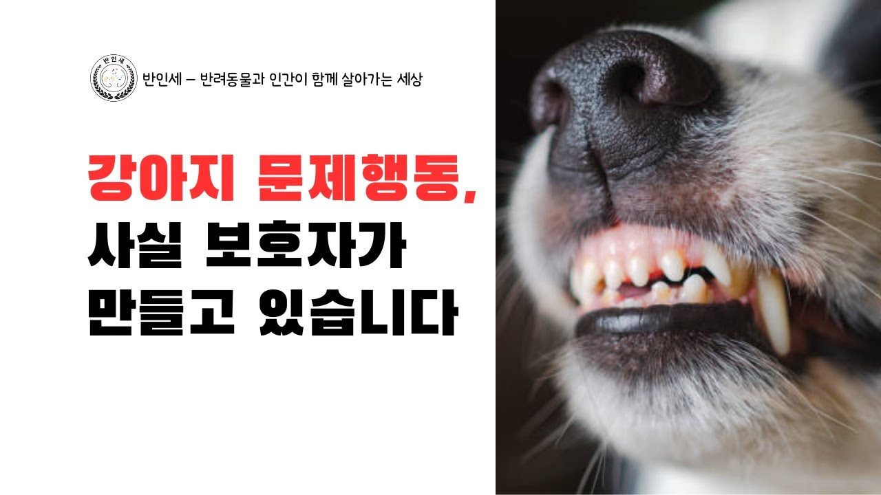 강아지 문제행동, 사실 보호자가 만들고 있습니다 - 롱폼