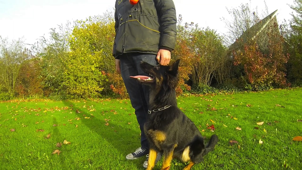 Chodsky pes/boheemse herder 1 jaar oud