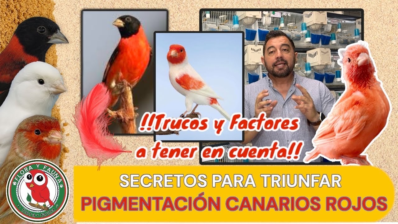 SECRETOS DE LA PIGMENTACI&Oacute;N ROJA EN CANARIOS