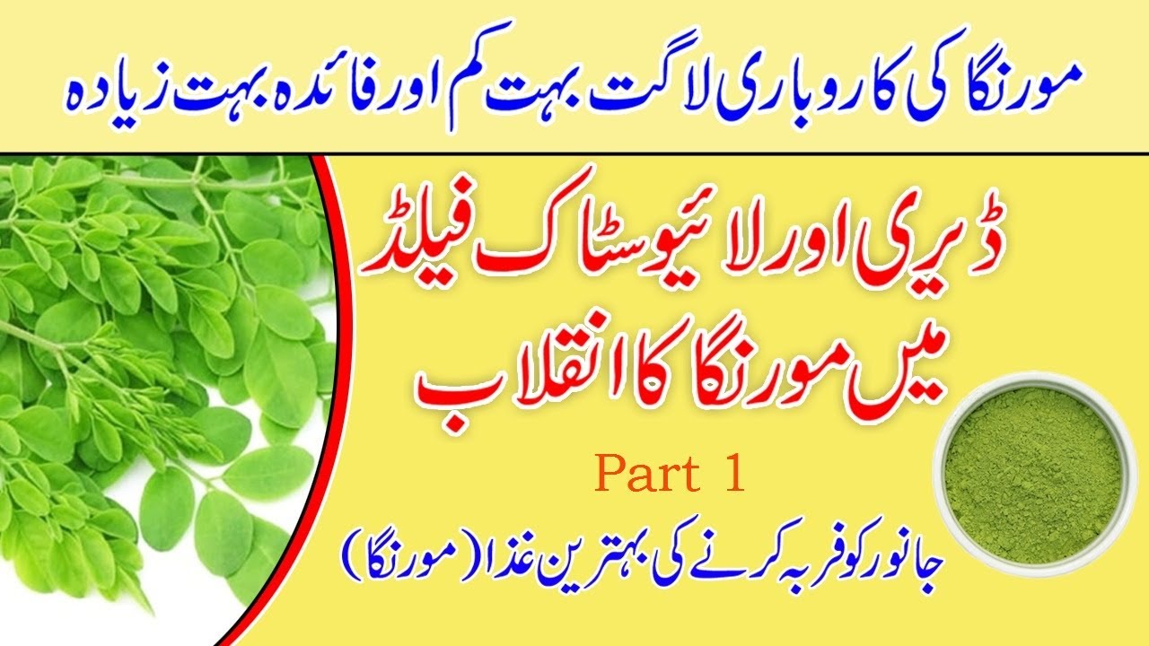 How to Use Moringa as Animal Fodder|How to Plant Moringa|سہانجنا/مورنگاجانورکوفربہ کرنےکی بہترین فیڈ
