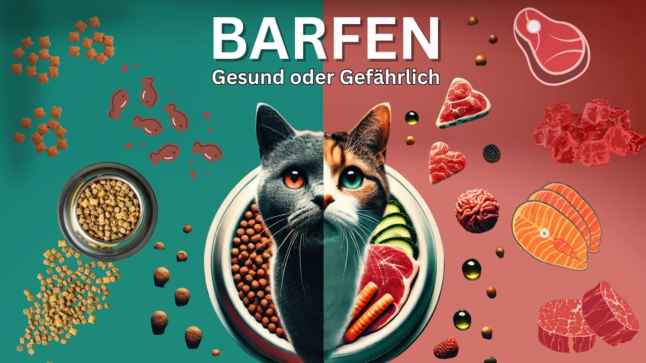 BARF für Katzen einfach erklärt 🐱🥩 So fütterst du artgerecht und gesund!
