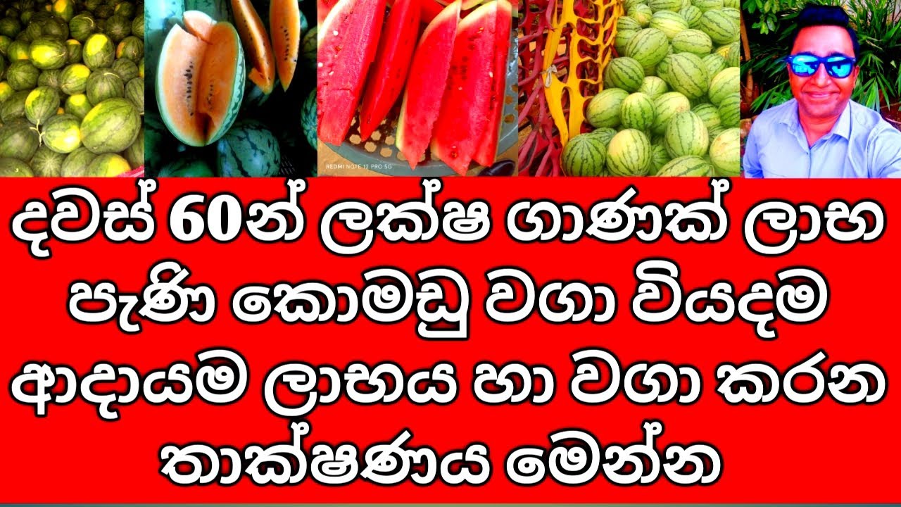 Komadu wagawa in Sri Lanka | කොමඩු වගාව ශ්‍රී ලංකාවේ – වියදම, ලාභය සහ වගා ක්‍රම | Komadu cultivation