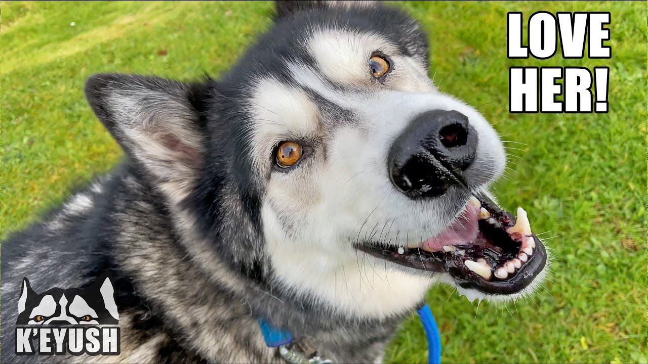 Husky LOVES Talking To STRANGERS and His VET!
