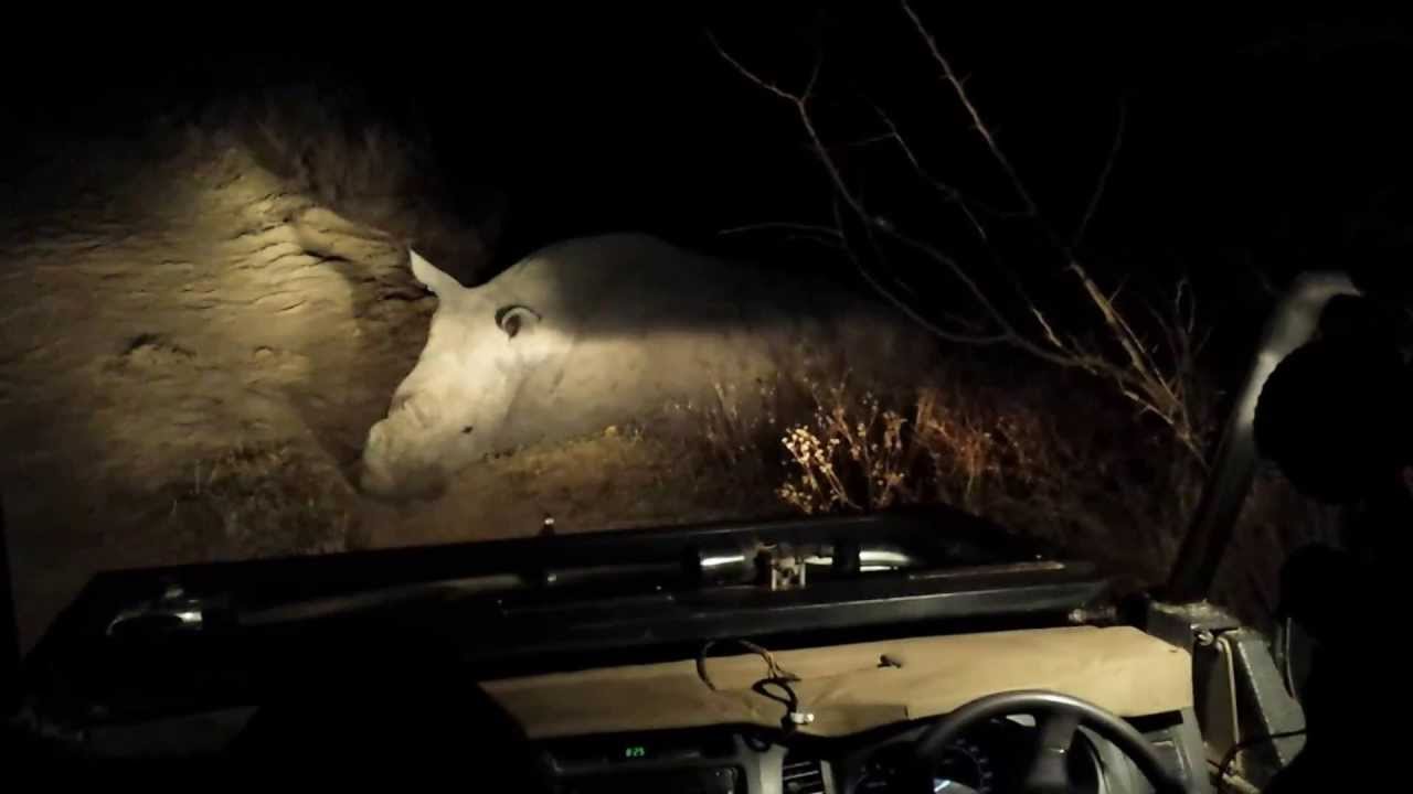 Rhinos on a Night Game Drive, South Africa 3