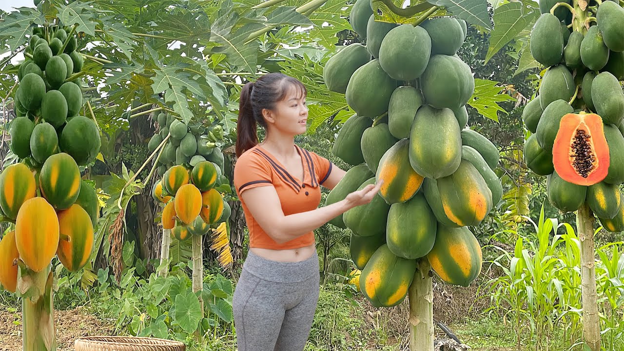 Harvesting Papayas And Coconut Weevils Goes To Market Sell - Take Care of Rabbits