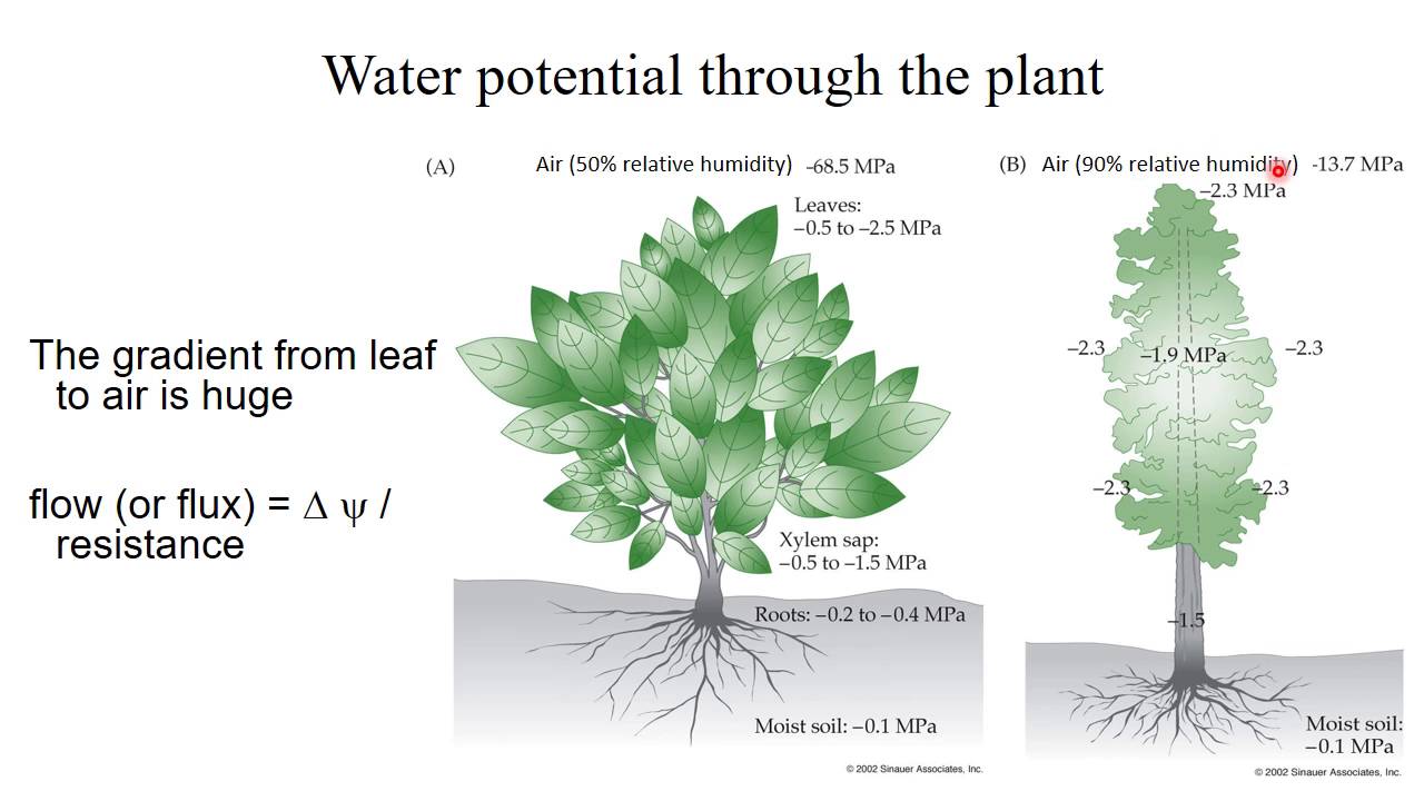 Week 2  1 Water potential  How water moves in plants
