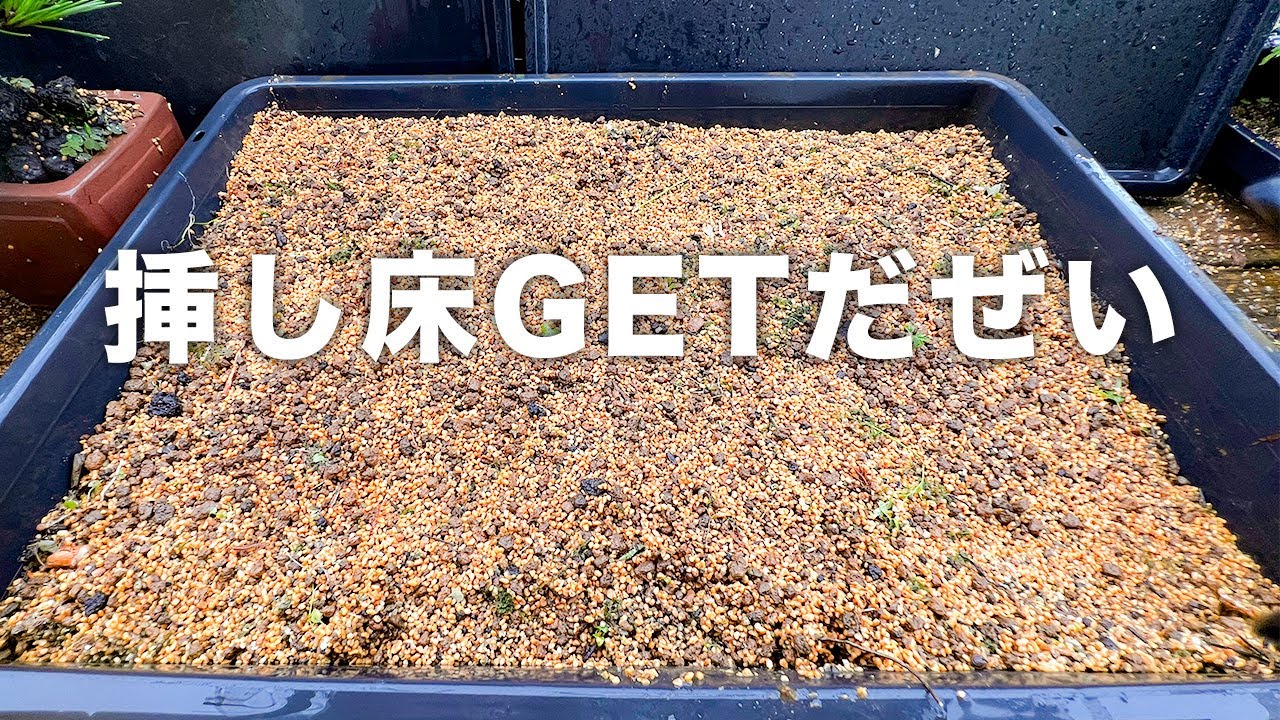 鉢上げついでに落とした枝を全て挿す #盆栽 #bonsai