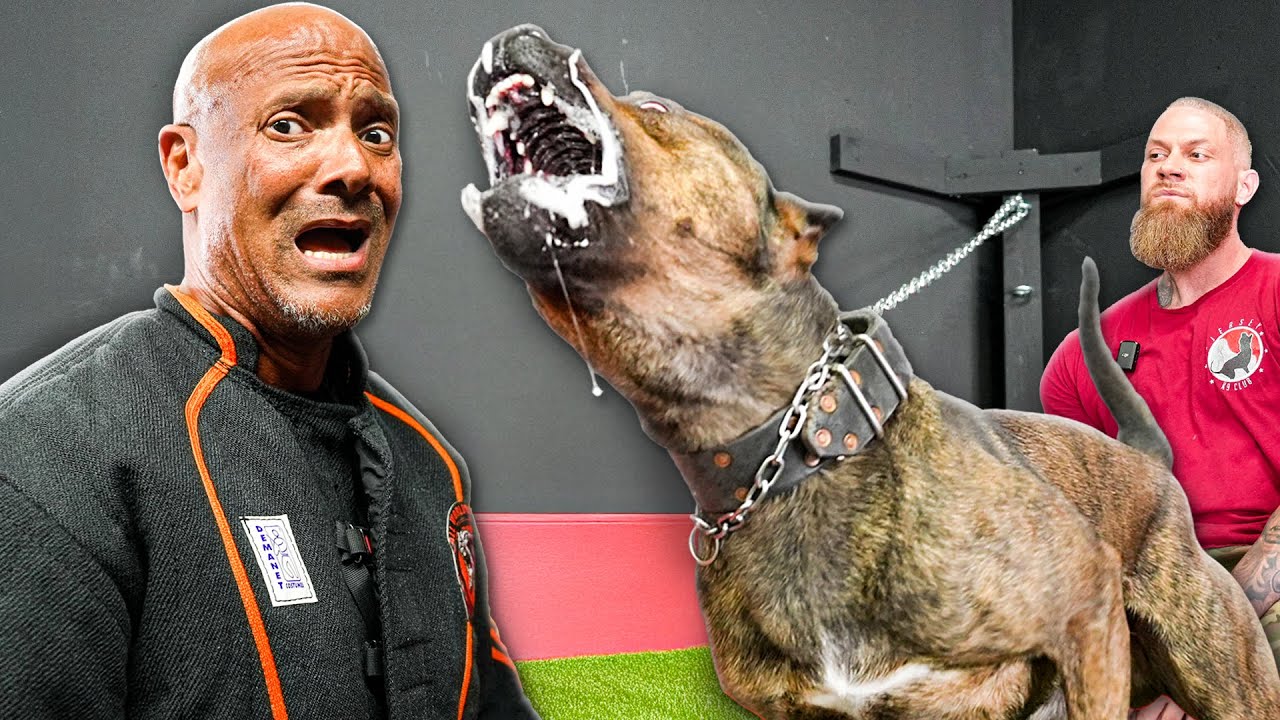 Man ATTACKED by DANGEROUS Bullherder & Cane Corso with Matt Rogers @k9matt1_