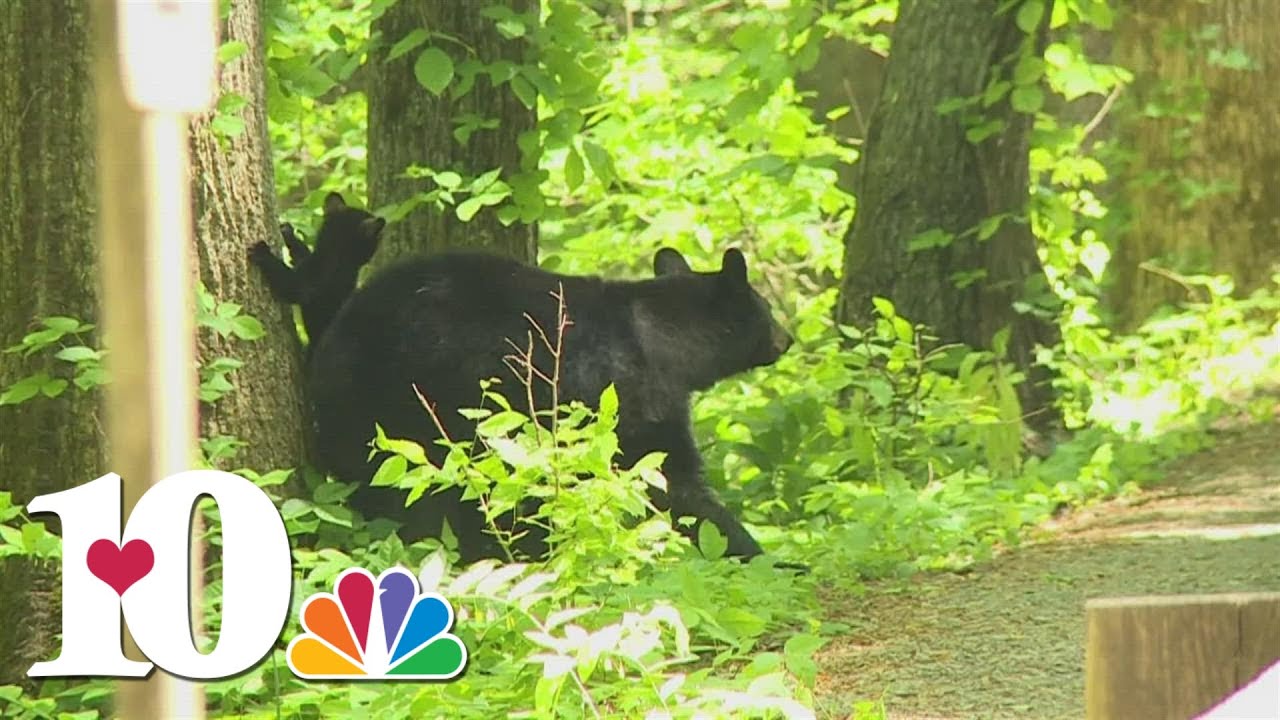 Wildlife officials warn of increased bear activity