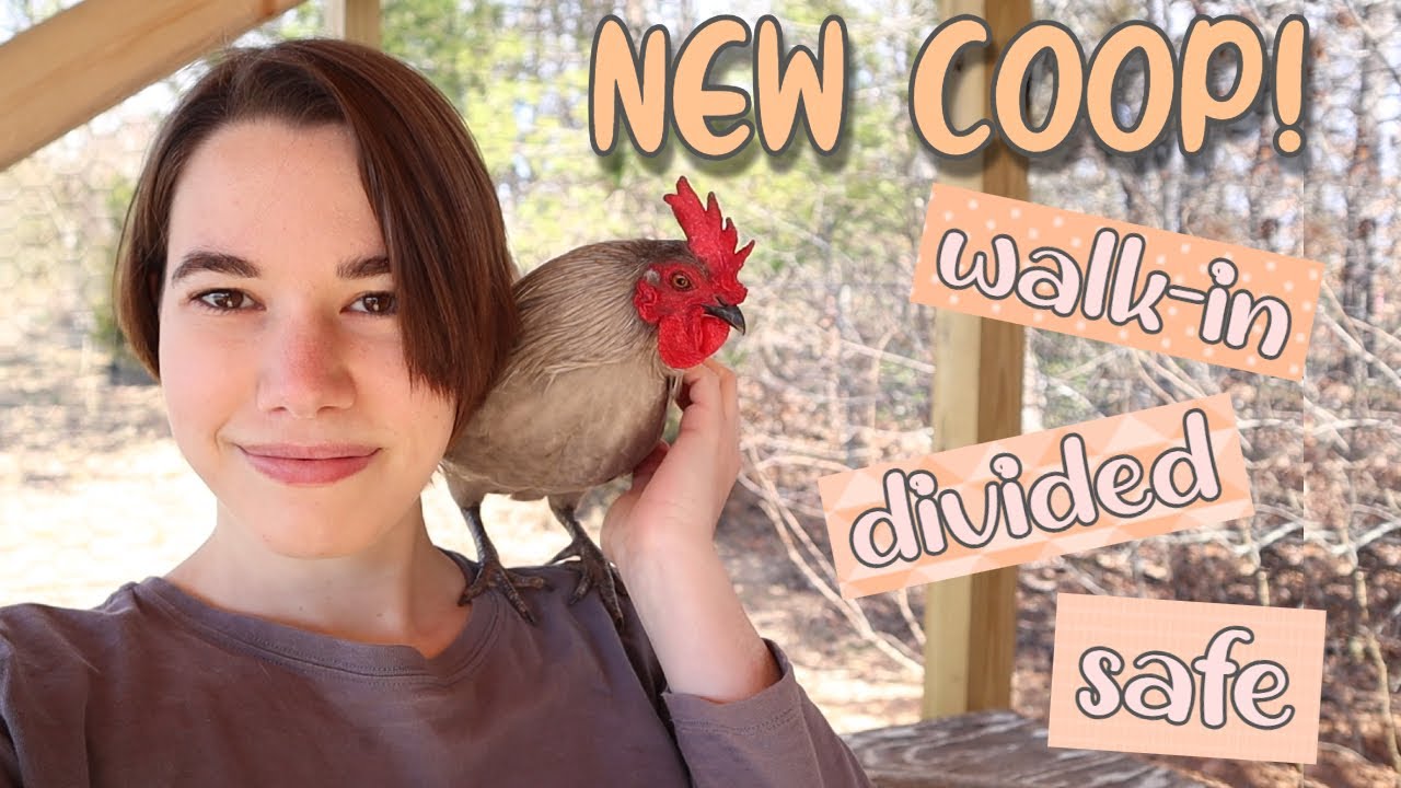 NEW Homemade Walk-in Chicken Coop!! Tour