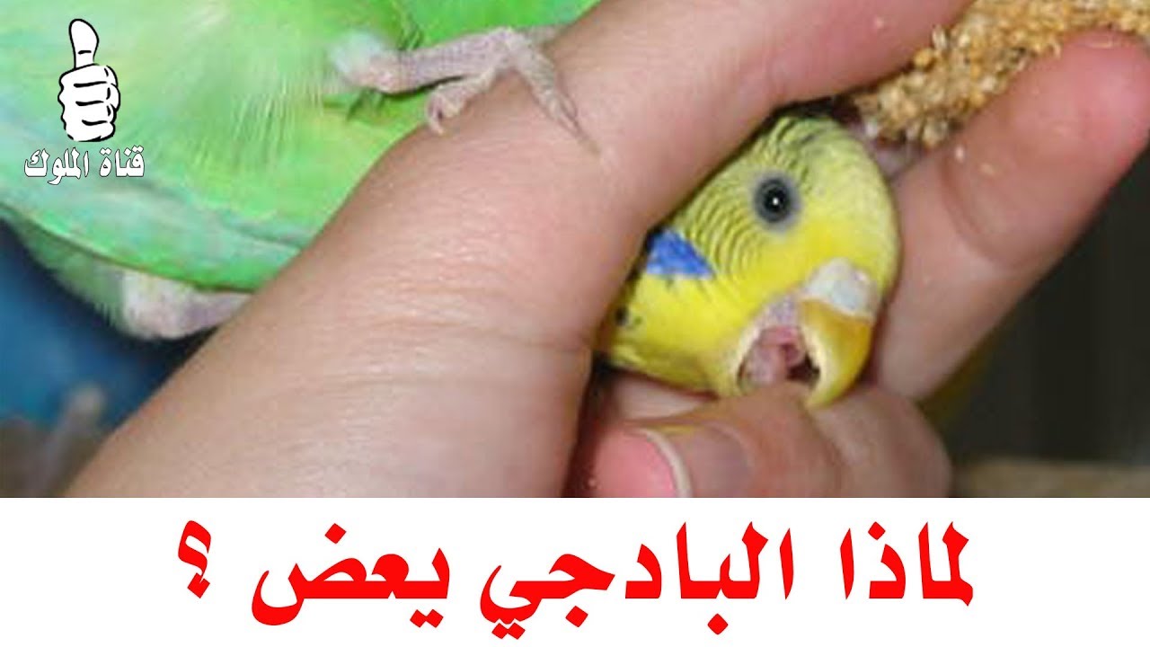 لماذا طائر البادجي يعض ؟