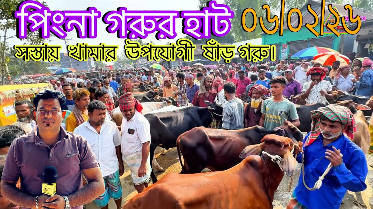 জামালপুর জেলার সরিষাবাড়ী উপজেলার পিকনা গরুর হাট থেকে খামার উপযোগী বিভিন্ন  ষাঁড়  গরুর দাম জানুন।