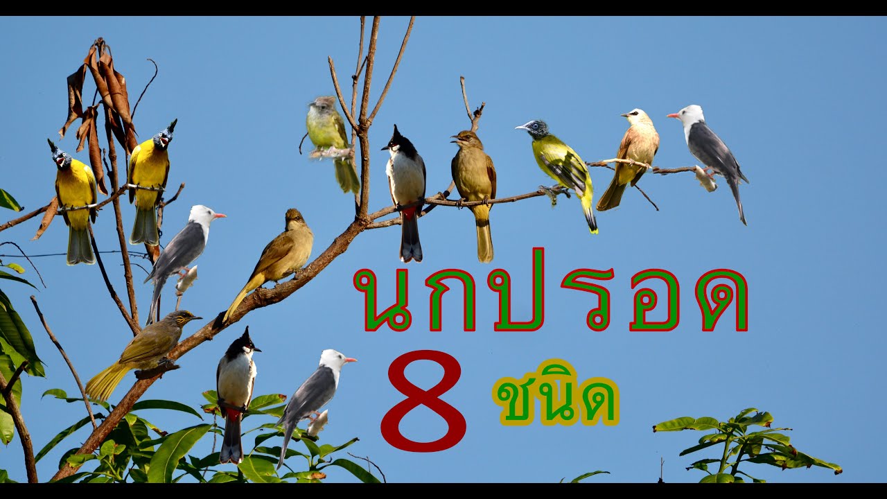 สารคดีนกปรอด 8 ชนิด ที่สำรวจพบในเขต อ.ภูสิงห์ จ.ศรีสะเกษ