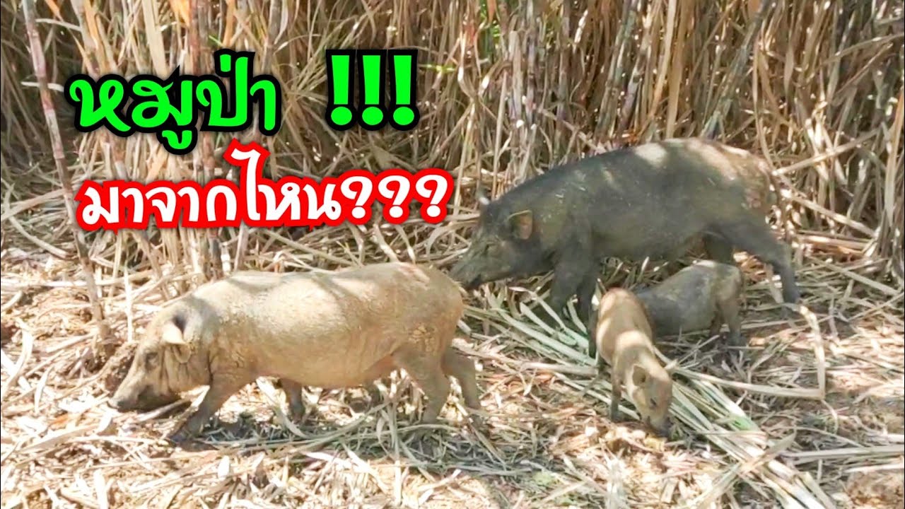 หมูป่า อาระวาดในไร่อ้อย ทึ่ชัยภูมิ