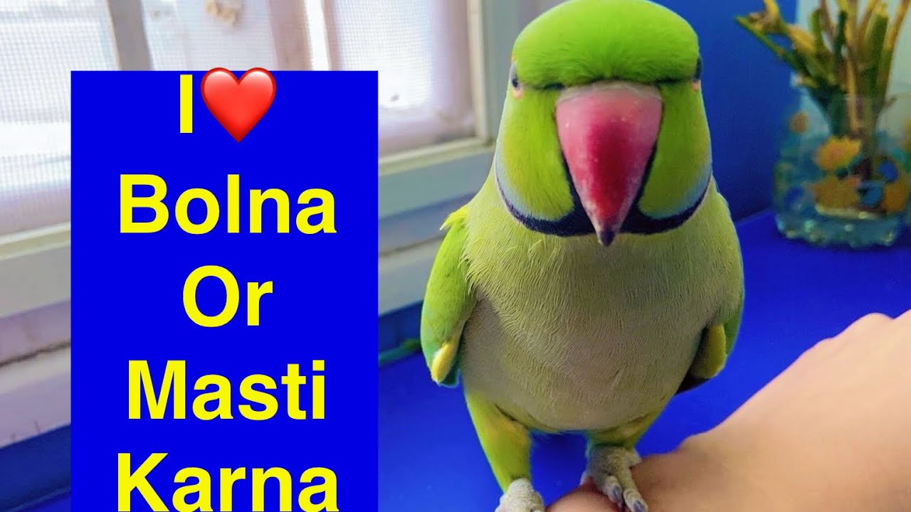 Zoomi parrot #talkingparot #parrot sound