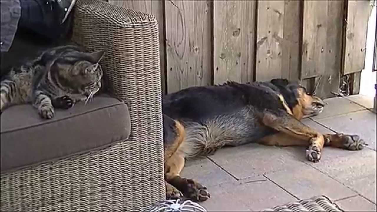 Who let the dog out?! We we we we, RIP INDY 29-06-2015
