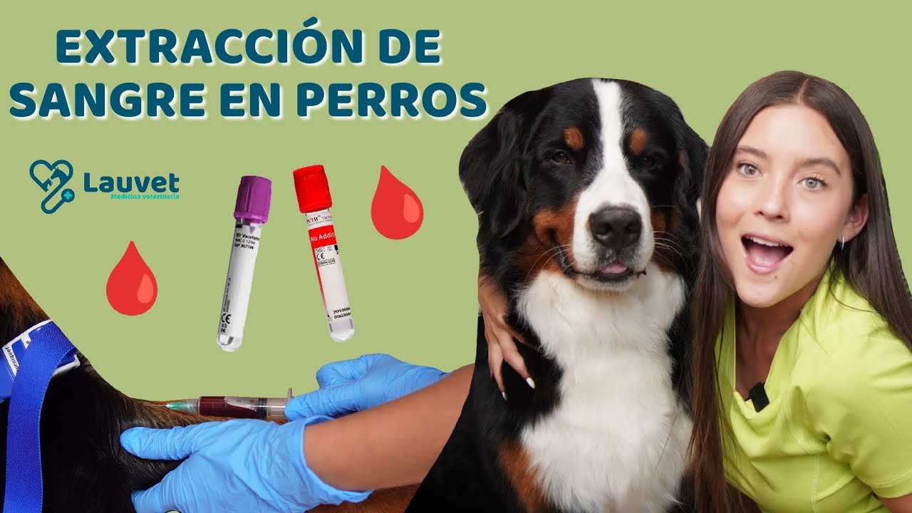 ¿CÓMO EXTRAERLE SANGRE A UN PERRO? | Tutorial - Lauvet
