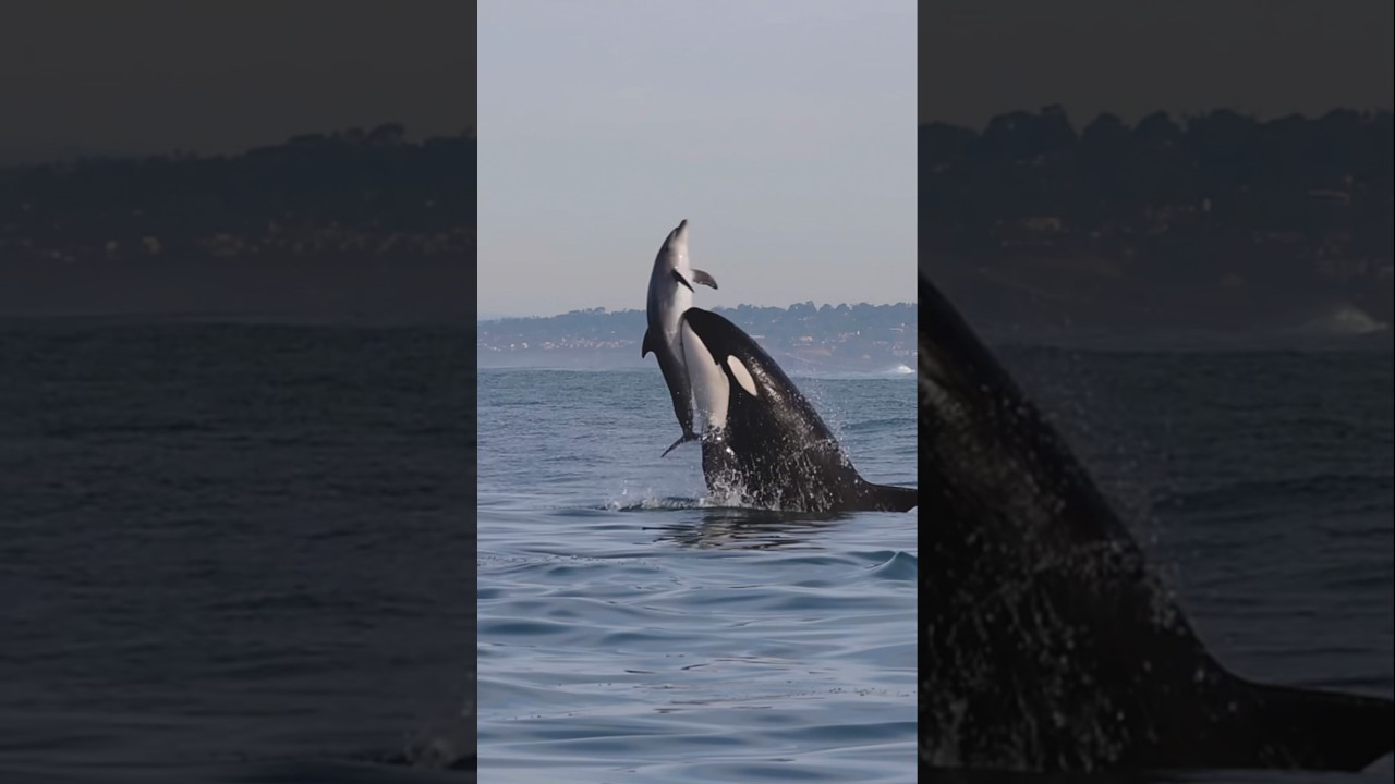 Killer Whales will never be denied! Amazing clip from Gone Whale Watching in San Diego! #orca