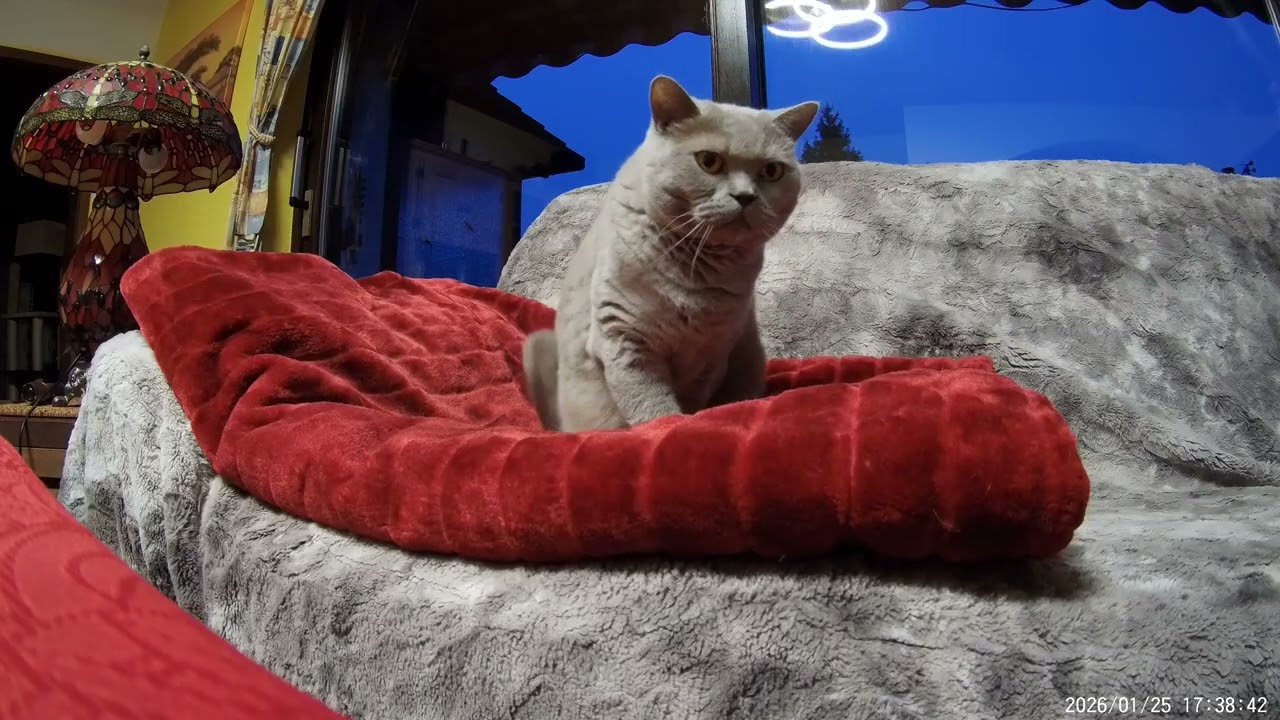 Lola♥️(BKH Silver Tabby Shaded)♥️Geboren 2021♥️Sony 2025 SJ Cam 8 Pro 4 K HD / Full HD / Ultra HD♥️