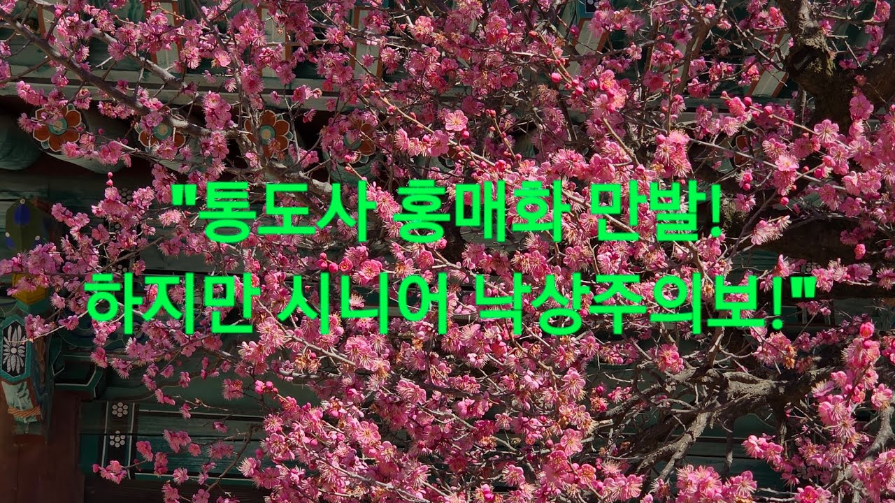 양산 통도사 홍매화 여행! 