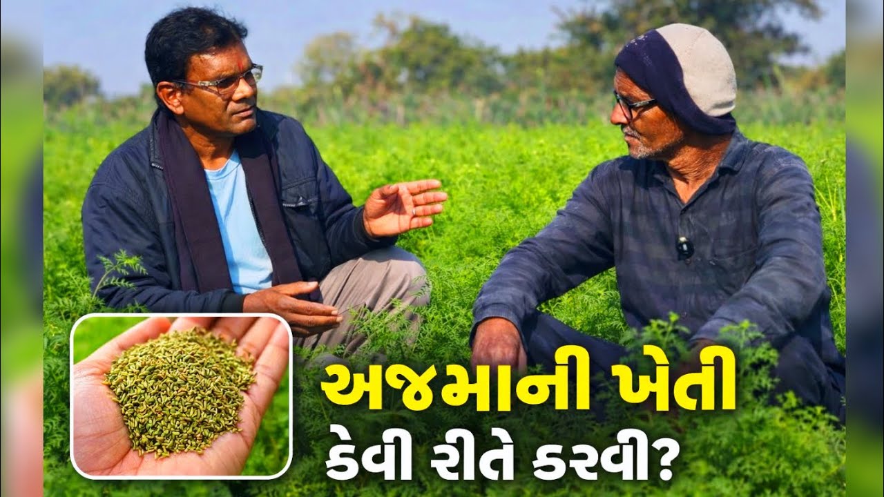 અજમાની ખેતી: ઓછી મહેનત, વધારે નફો