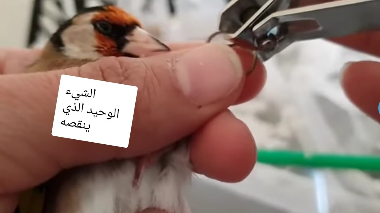 لماذا عصافيرك منقارها واظافرها تنبت بسرعة وكيف نقص لكي لا نؤذيهم ومعلومات اخرى تابع