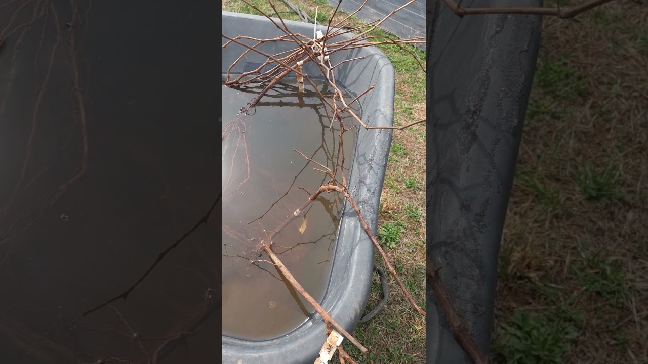 Bare root vines and berries from Willis Orchard Company