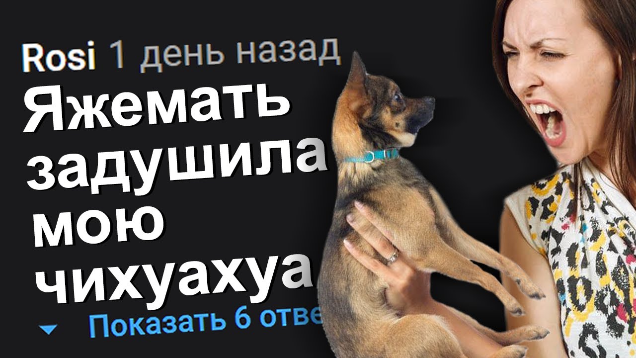 ЯЖЕМАТЬ ЗАДУШИЛА МОЮ ЧИХУАХУА. ЯЖЕМАТЬ ИСТОРИИ.
