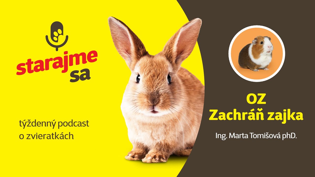 Starajme sa | Drobné cicavce:  OZ Zachráň zajka