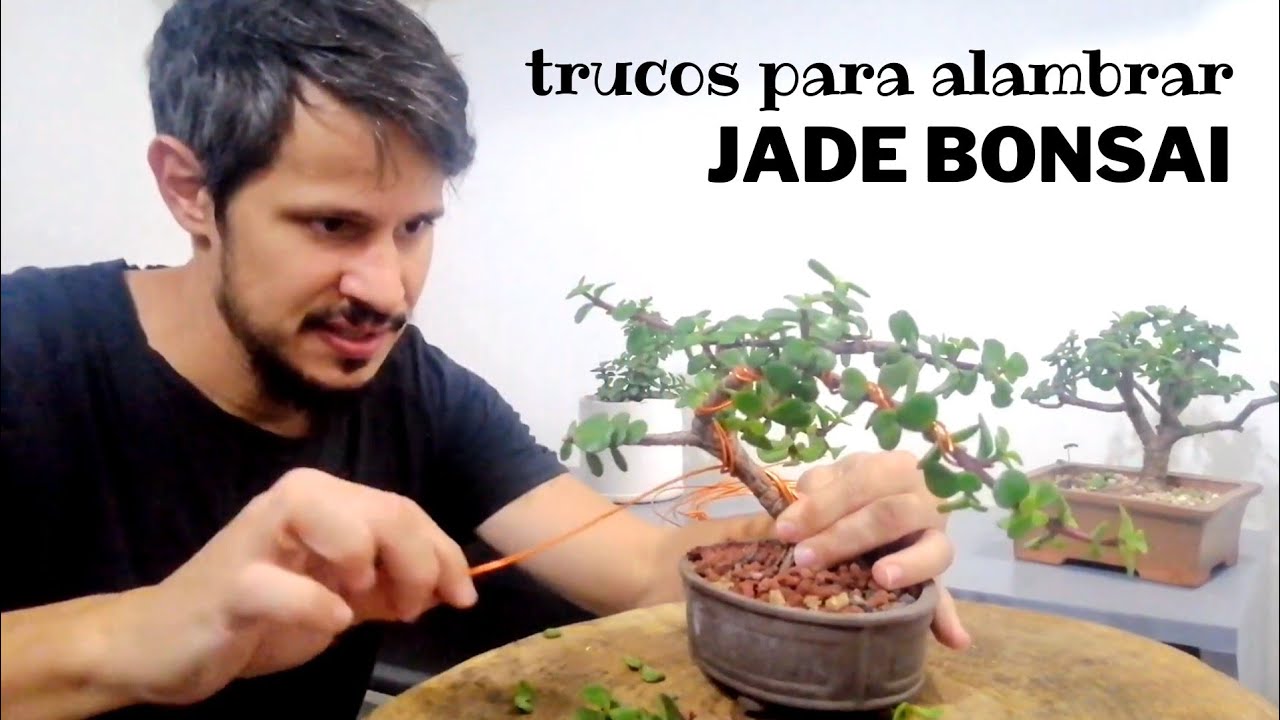 ALAMBRADO DE UNA PORTULACARIA AFRA BONSAI 🌟  Trucos y secretos hacer ÁRBOL DE JADE Bonsai