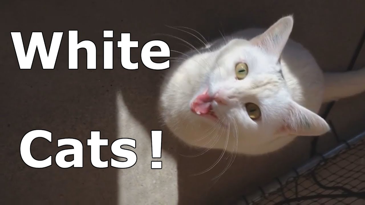 White Cats! --- CAT COMPILATION