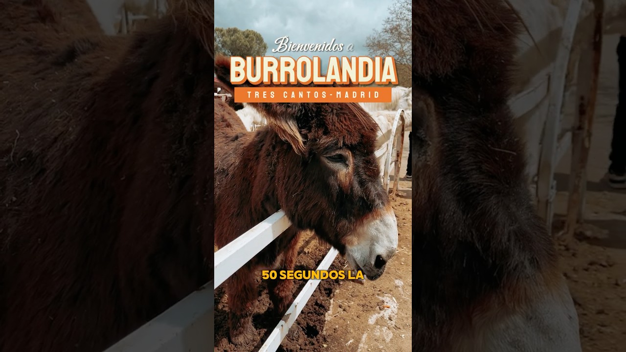 BURROLANDIA TRES CANTOS #Burrolandia #BurrolandiaMadrid  #Burros  #PlanFamiliarMadrid