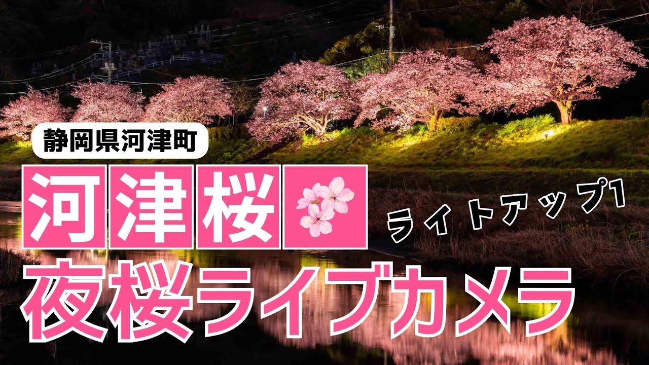 【4K 現地からLIVE】夜桜ライブカメラ 河津桜ライトアップ2024年2月17日(土) その1